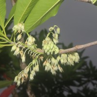 Elaeocarpus angustifolius Blume